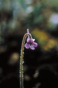Hairy Butterwort Floral do Alaska