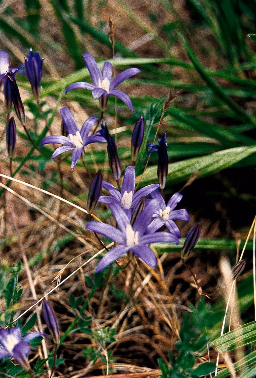 Harvest Lily Floral do Pacífico