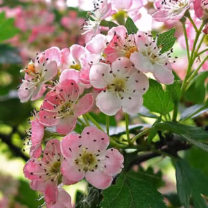 Hawthorn Floral do Pacífico