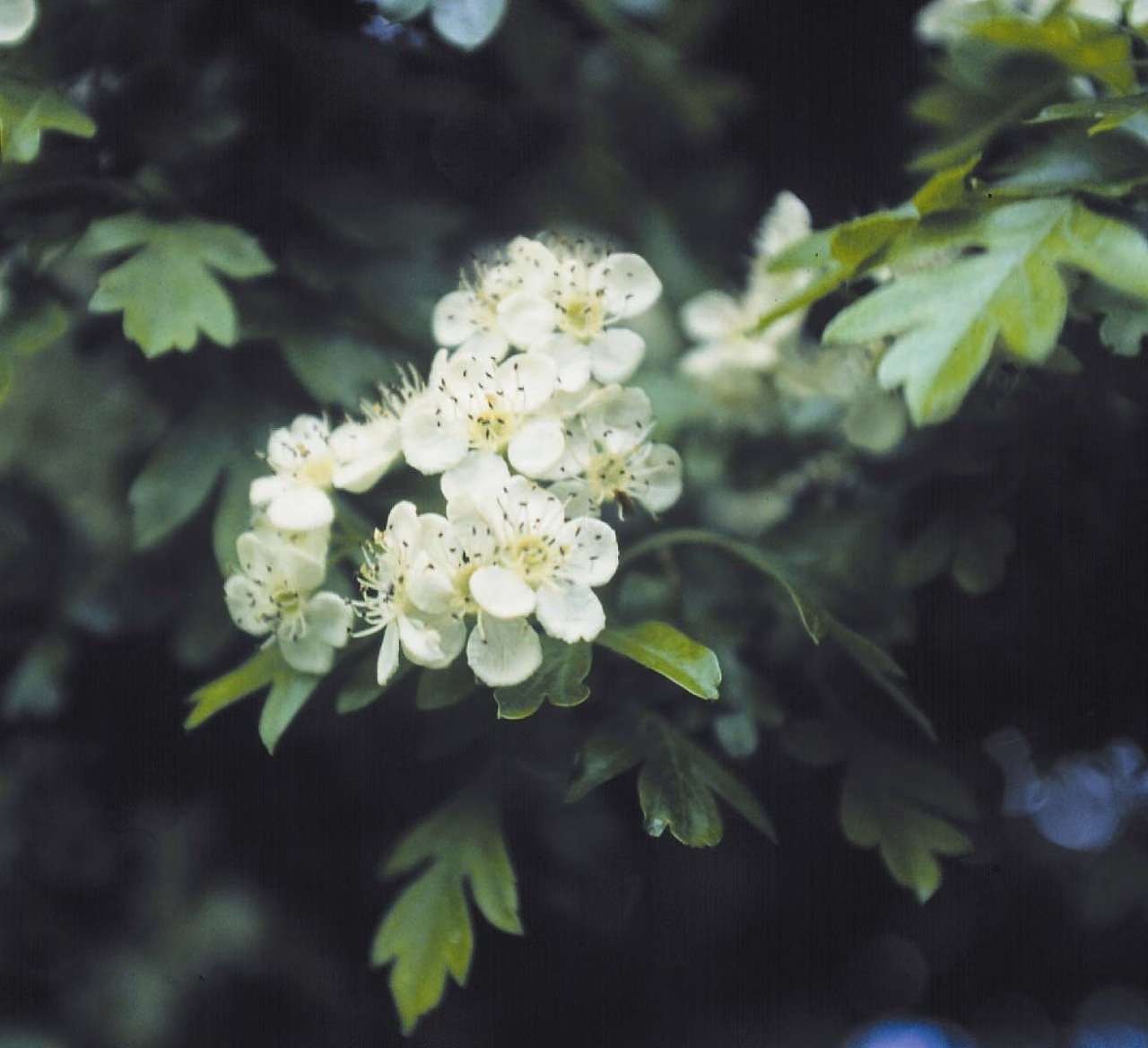 Hawtorn Floral da Califórnia - Imagem 2