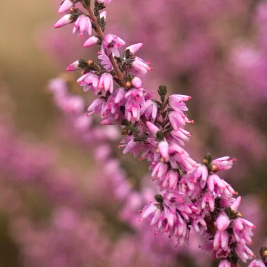 Heather Floral de Bach 20 ml