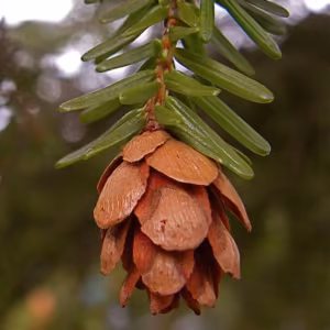 Hemlock Floral do Pacífico