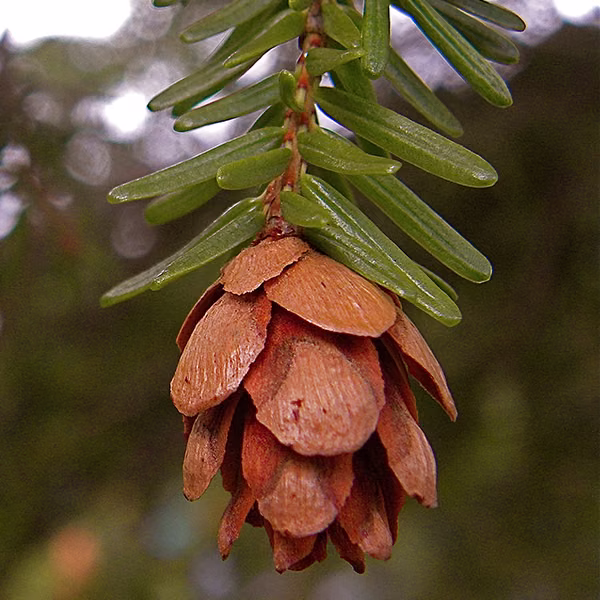 Hemlock Floral do Pacífico