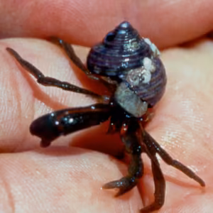 Hermit Crab Essência Marinha do Pacífico
