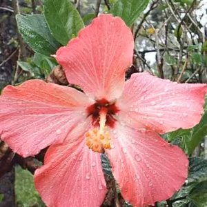 Hibisco Rosa Floral de Gaia 10 ml