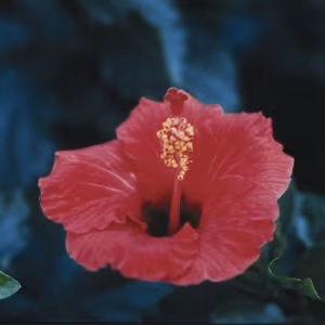 Hibiscus Floral da Califórnia 30 ml