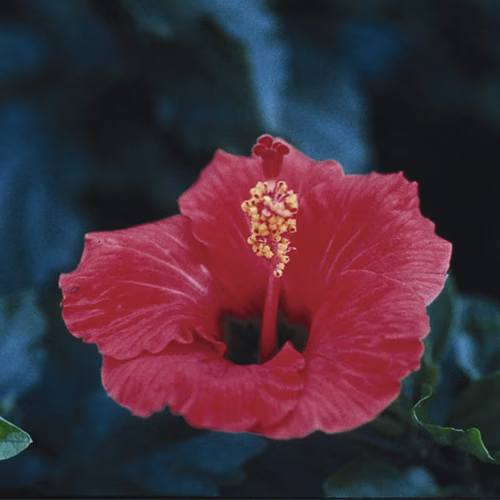 Hibiscus Floral da Califórnia - Imagem 2