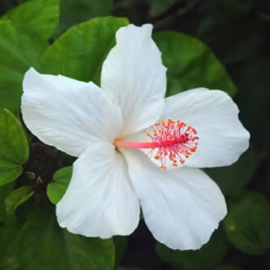Hibiscus Pollen Floral do Hawaii