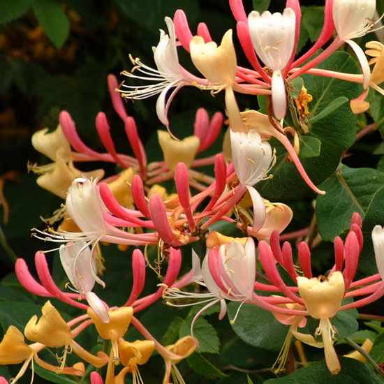 Honeysuckle Floral de Bach 20 ml
