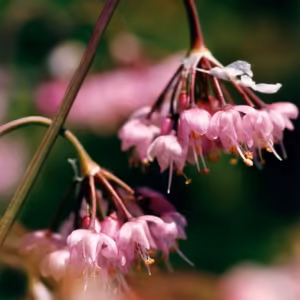 Hooker's Onion Floral do Pacífico