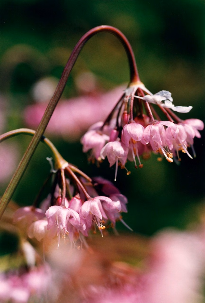 Hooker's Onion Floral do Pacífico