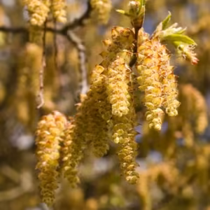 Hornbeam Floral de Bach 20 ml