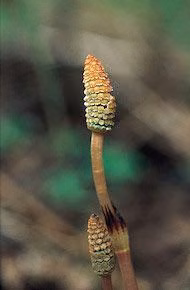 Horsetail Floral do Alaska