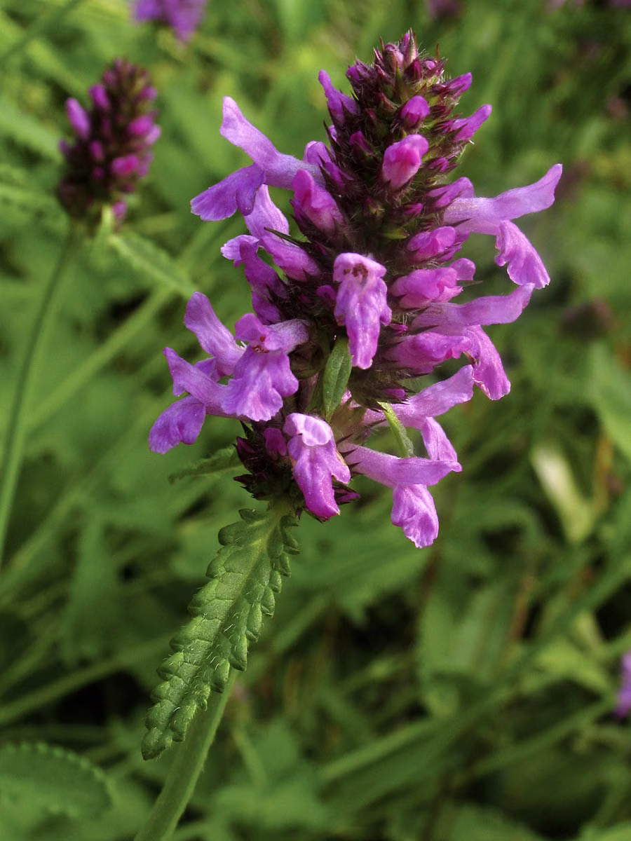 Hyssop Floral da Califórnia - Imagem 2
