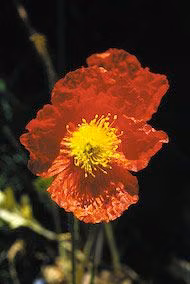 Icelandic Poppy Floral do Alaska