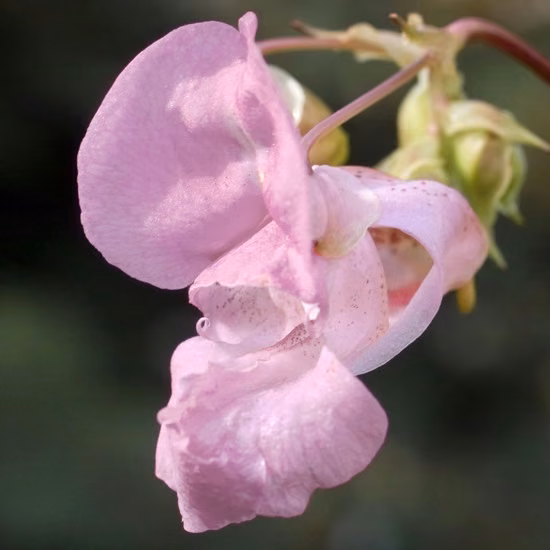 Impatiens Floral de Bach 10 ml