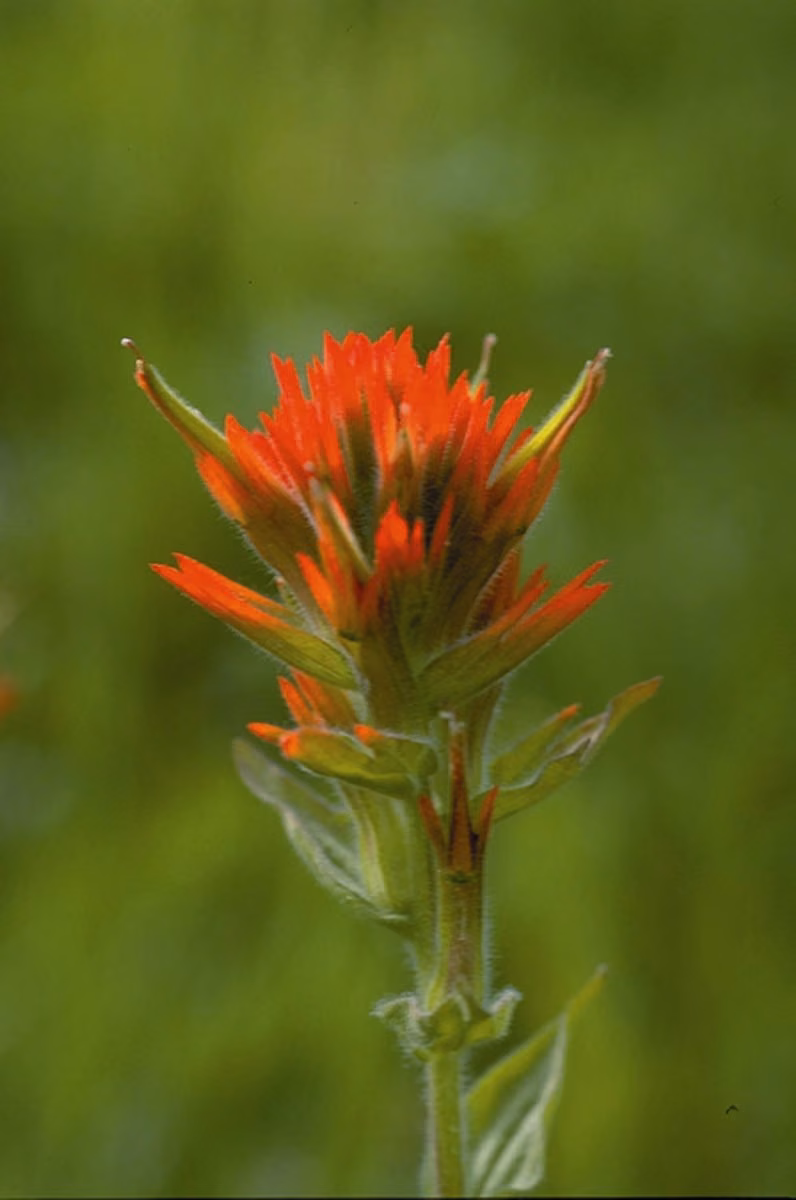 Indian Paintbrush Floral da Califórnia - Imagem 2