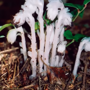 Indian Pipe Floral do Pacífico