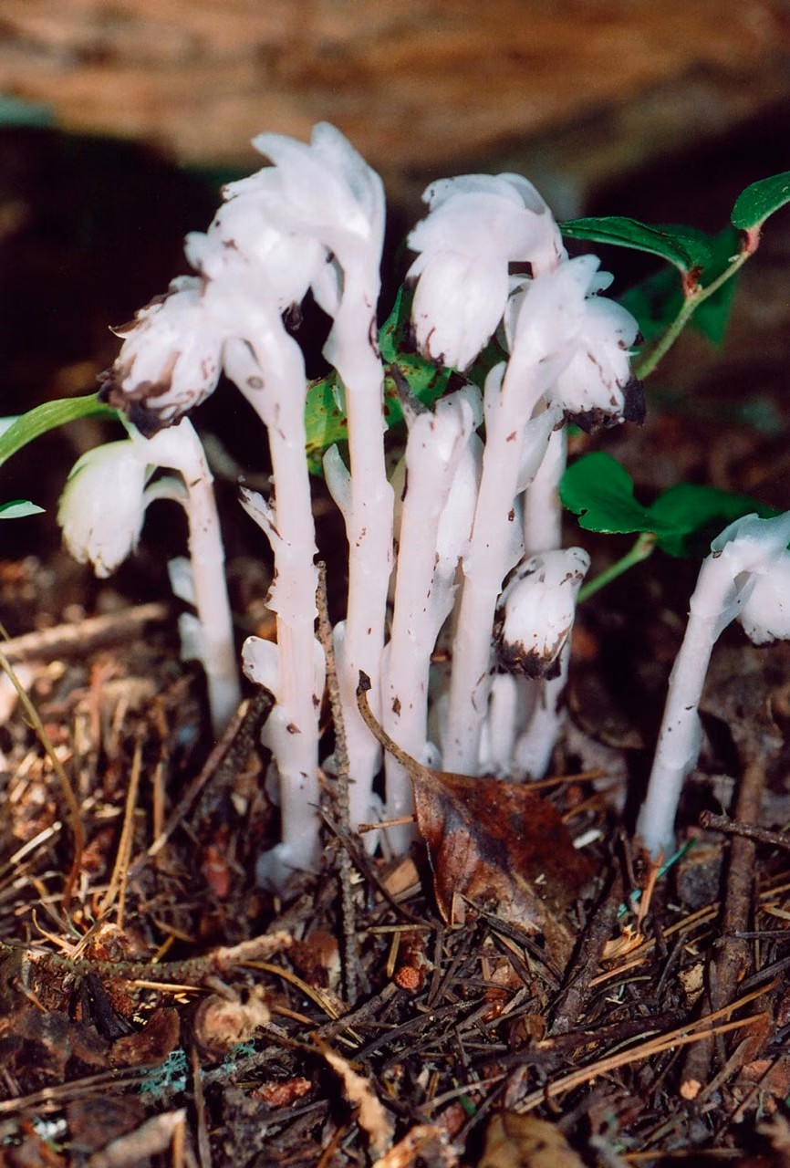 Indian Pipe Floral do Pacífico