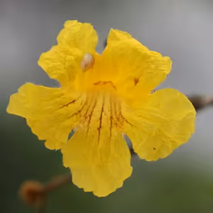 Ipê Amarelo Floral de Gaia 10 ml