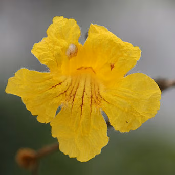 Ipê Amarelo Floral de Gaia 10 ml