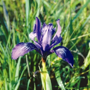Iris Floral da Califórnia 30 ml