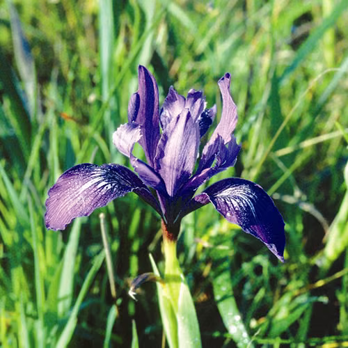 Iris Floral da Califórnia 30 ml