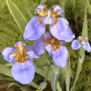 Iris Floral de Gaia 10 ml