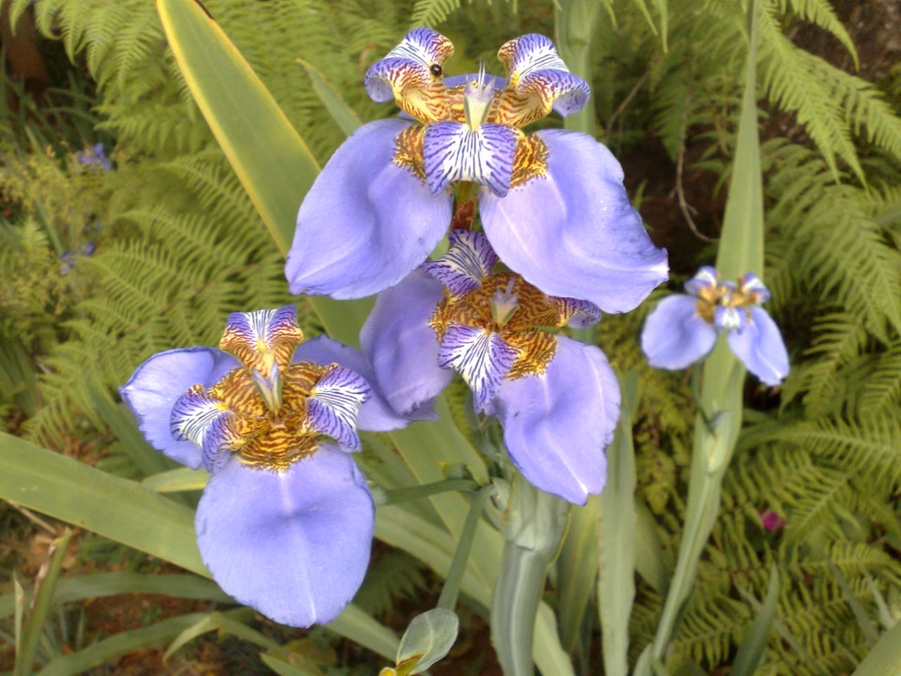 Iris Floral de Gaia 10 ml