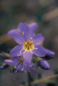 Jacobs Ladder Floral do Alaska