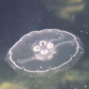 Jellyfish Essência Marinha do Pacífico