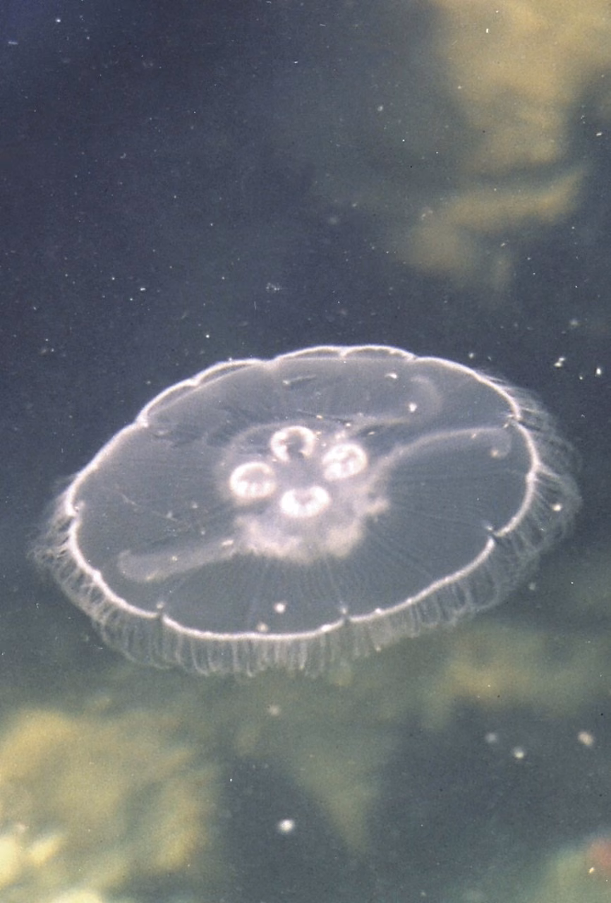 Jellyfish Essência Marinha do Pacífico
