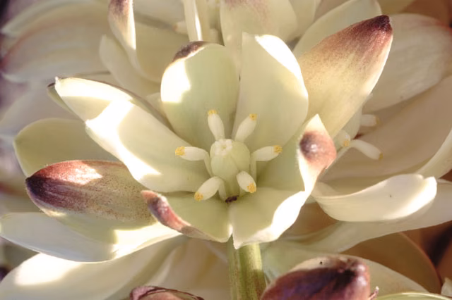 Joshua Tree Floral da Califórnia - Imagem 2