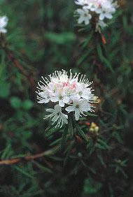 Labrador Tea Floral do Alaska