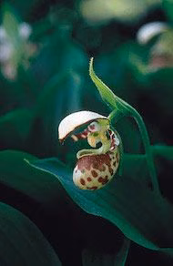 Ladys Slipper Floral do Alaska