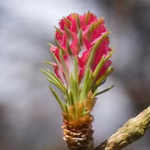 Larch Floral de Bach 10 ml