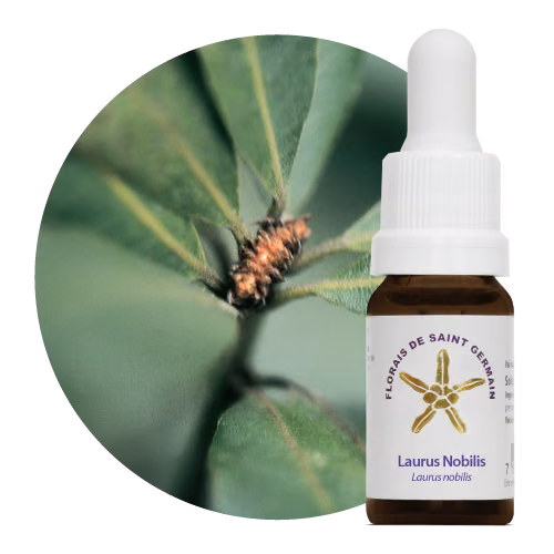 Laurus Nobilis Floral de Saint Germain 10 ml