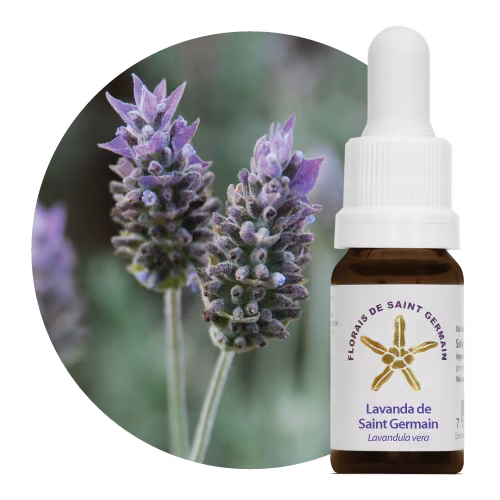 Lavanda de Saint Germain Floral de Saint Germain 10 ml
