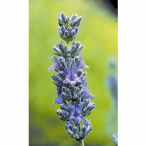 Lavender Floral da Califórnia