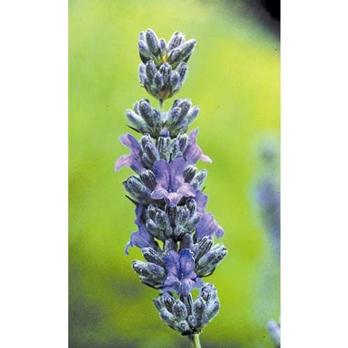 Lavender Floral da Califórnia