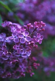 Lilac Floral da Califórnia - Imagem 2