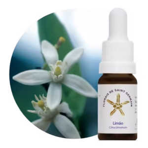 Limão Floral de Saint Germain 10 ml