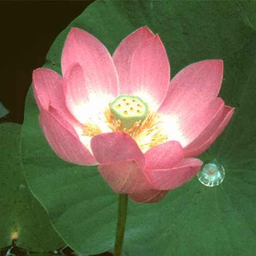 Lotus Floral da Califórnia