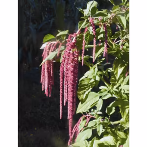 Love Lies Bleeding Floral da Califórnia