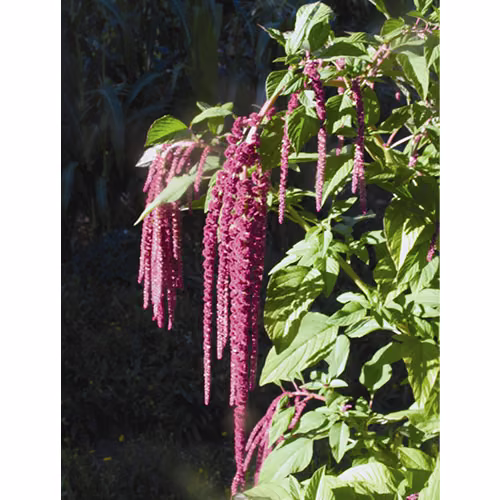 Love Lies Bleeding Floral da Califórnia