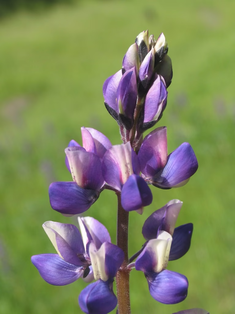 Lupine Floral da Califórnia - Imagem 2