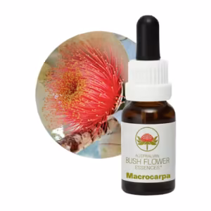 Macrocarpa Floral do Bush Australiano 15 ml
