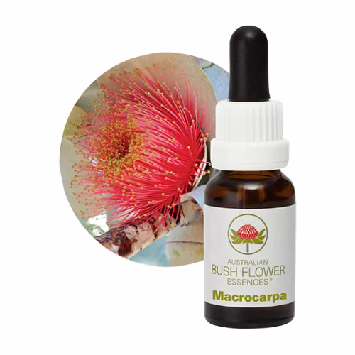 Macrocarpa Floral do Bush Australiano 15 ml