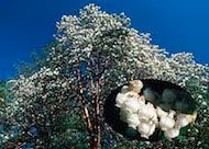 Madrone Floral da Califórnia - Imagem 2
