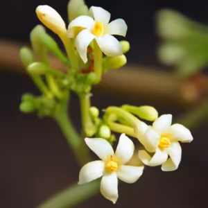 Male Papaya Floral do Hawaii